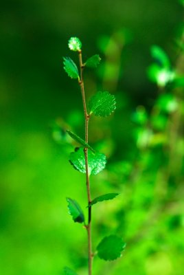 Betula nana - bříza trpasličí - lístky